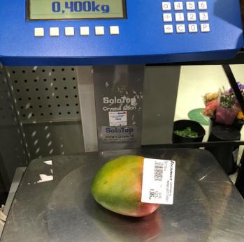 A mango on a grocery store scale with a price sticker on it