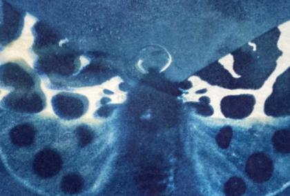 Blue painted illustration of a butterfly