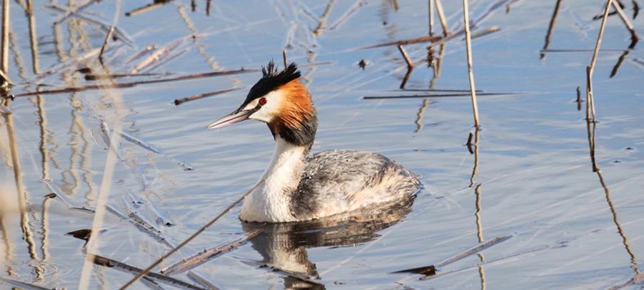 Great crested grebe swimming on a lake