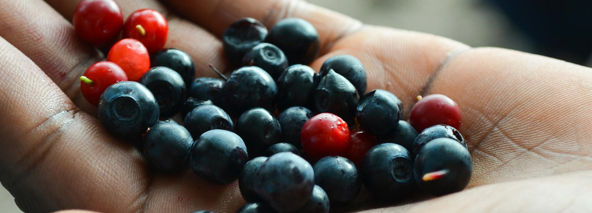 A hand holding Finnish forest berries