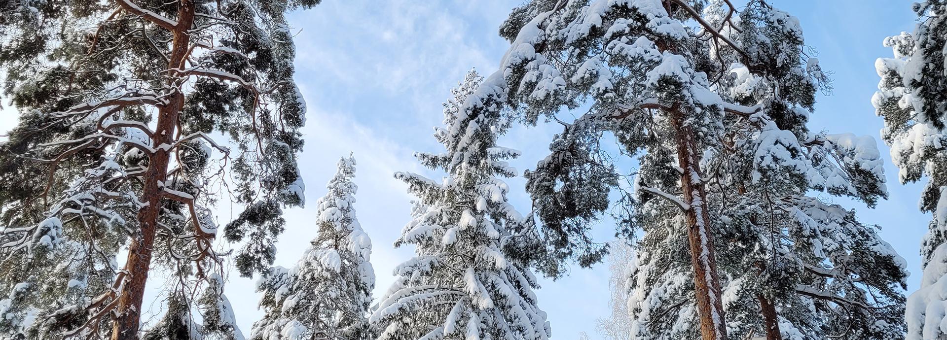 There are snowy pine trees, photographed from the ground up. The sky behind the trees is blue and sunny.