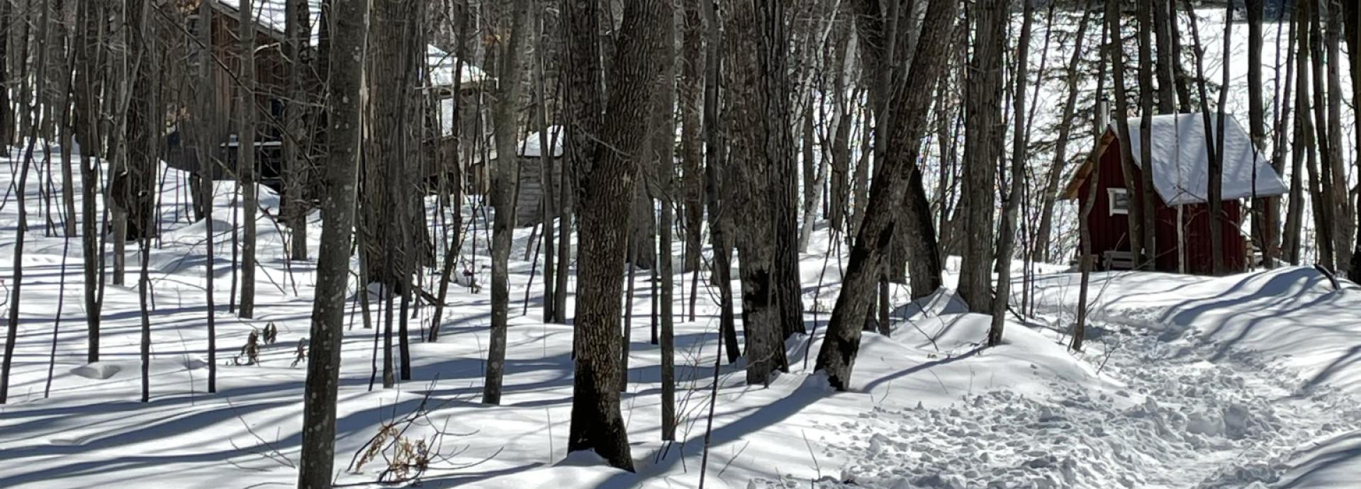 Snowy path to a small cottage in the middle of woods