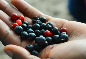 A hand holding Finnish forest berries